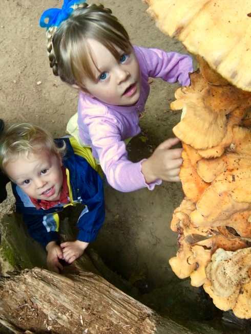 Mushroom discovery